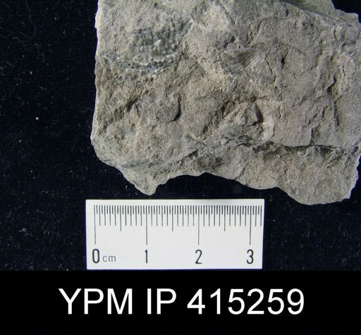 Productus nebrascensis