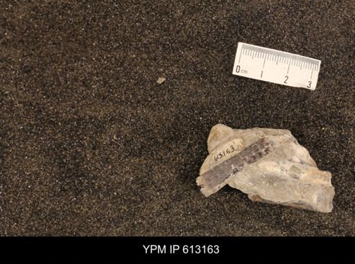 Baculites sp.