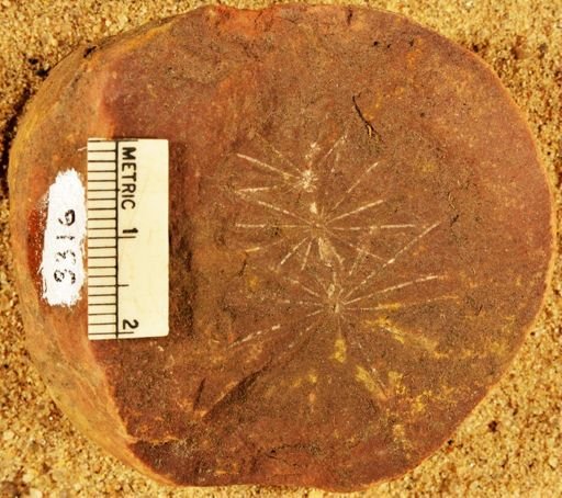 Annularia
