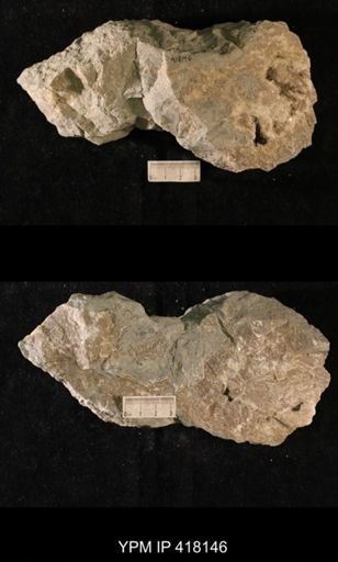 Tetradium sp.