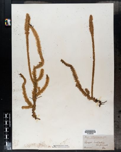 Lycopodium alopecuroides
