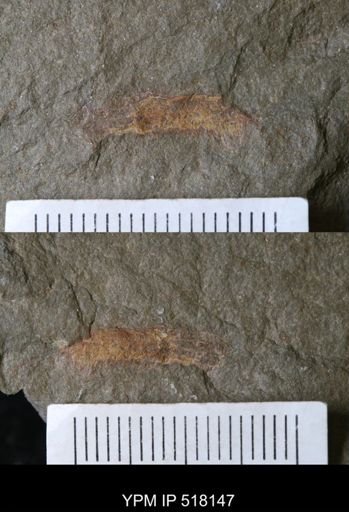 undet. Arthropoda