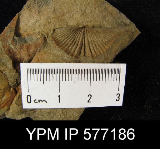 Tylothyris sp.