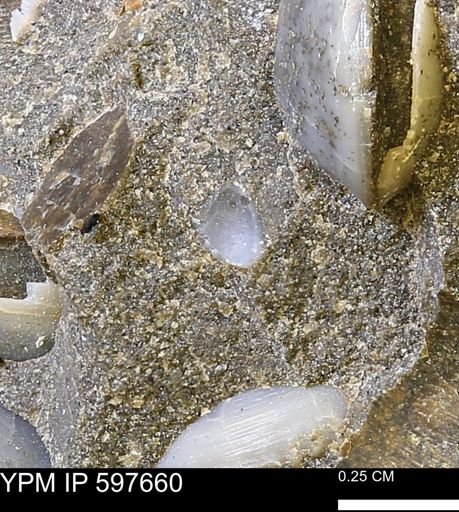 Protocardia?