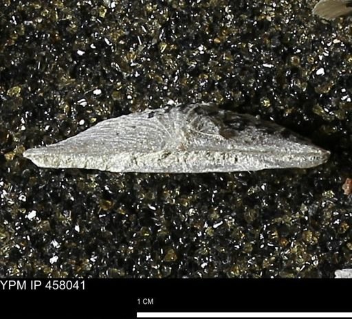 Strophodonta sp.