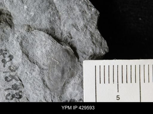 Lingula spatulata