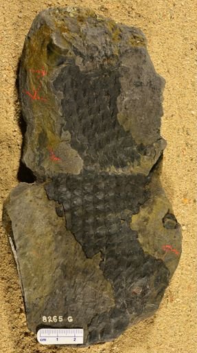 Lepidophloios vaningeni