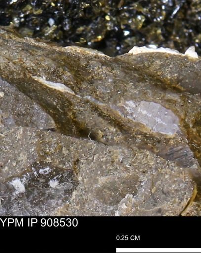 undet. Mollusca