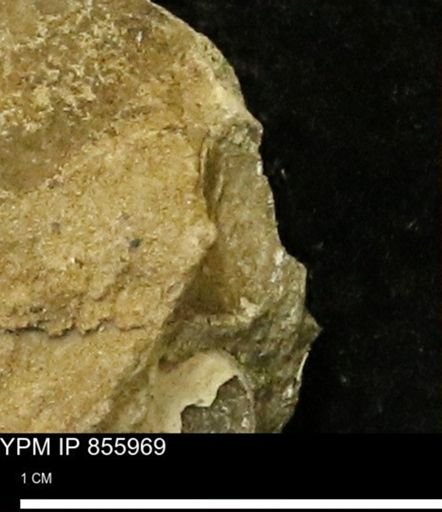 undet. Mollusca