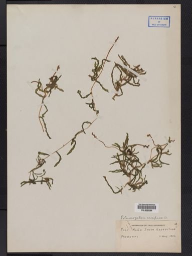 Potamogeton crispus