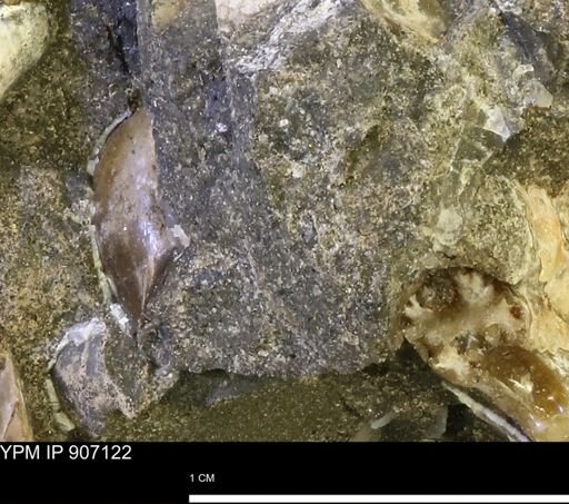 undet. Mollusca