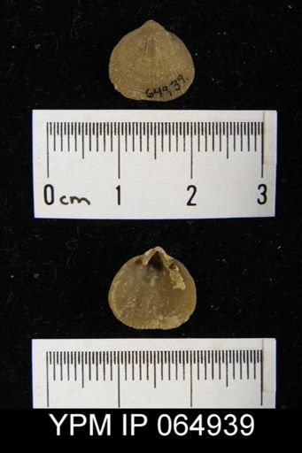 Mendacella cliftonensis