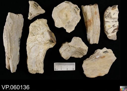 undet. Ichthyodectidae