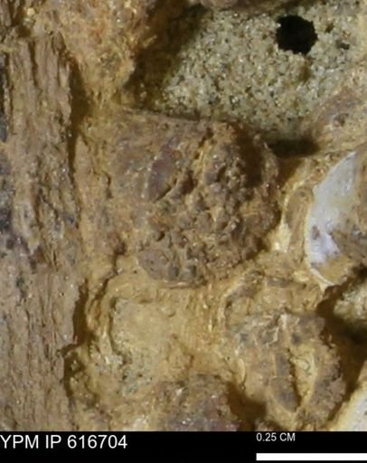 Teredo sp.