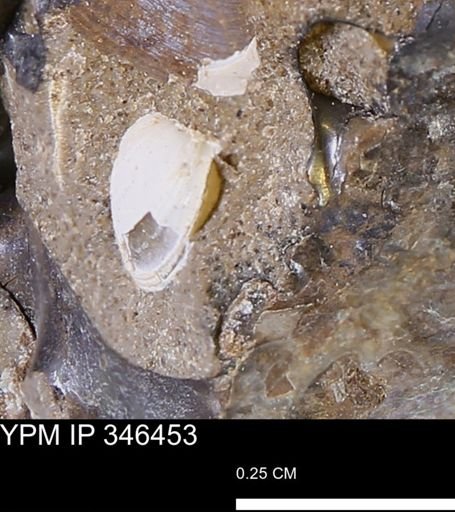 undet. Bivalvia