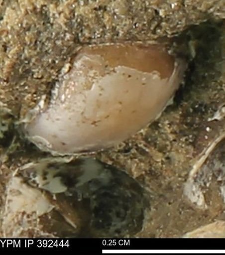 Protocardia subquadrata