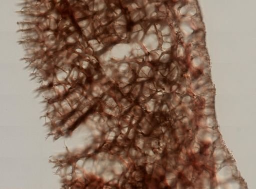 Callyspongia vaginalis