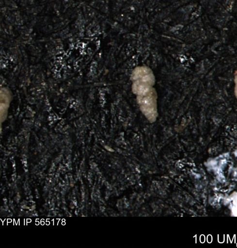 Verneuilinoides kansasensis