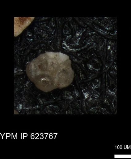 undet. Foraminiferida