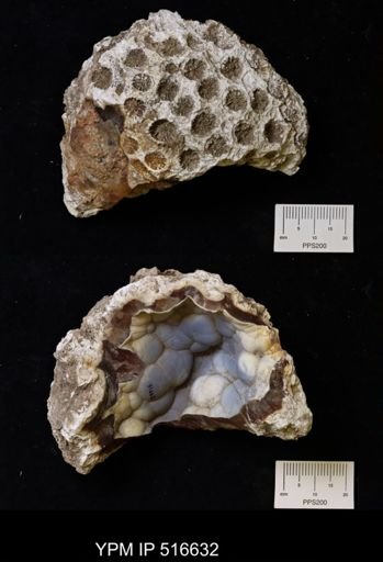 Anthozoa