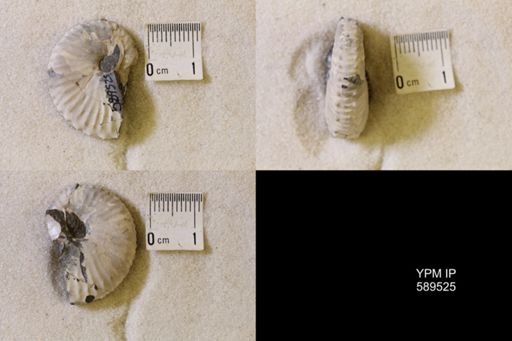 undet. Scaphitidae