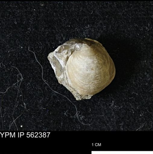 Limopsis striatopunctatus