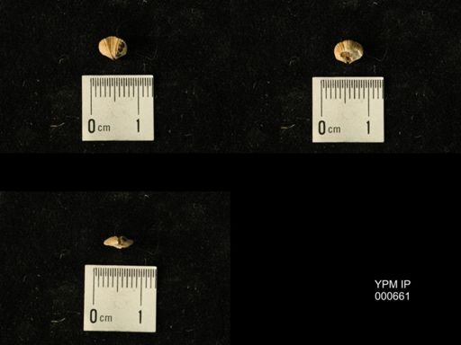 Platystrophia juvenes