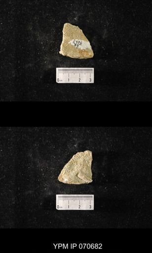 Favosites? louisvillensis
