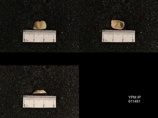 Lissochonetes primarius