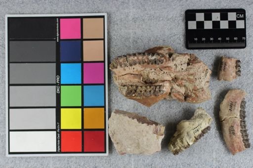 Mesohippus bairdi
