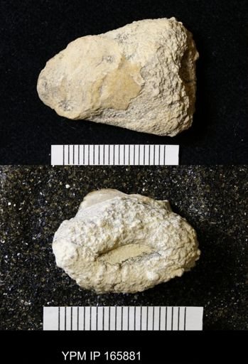 Cnemidiastrum