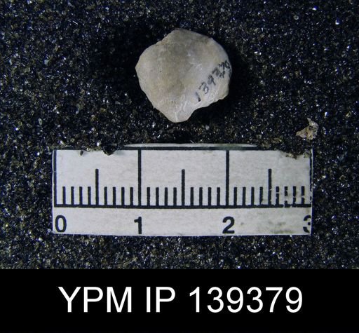 Orthis (Schizophoria) sp.