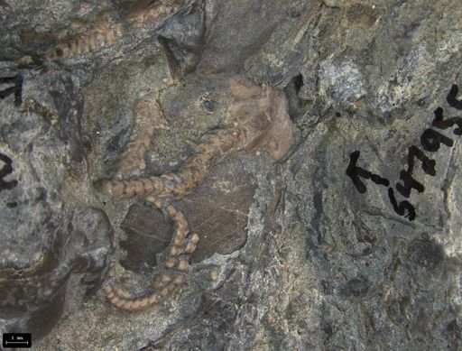 Aplocoma damesii