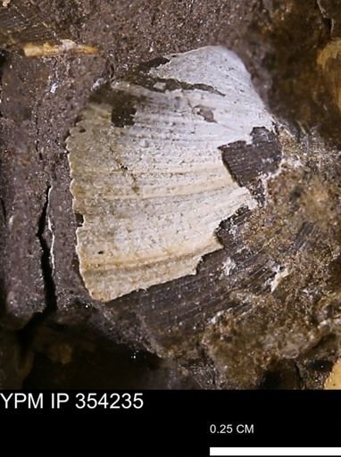 Limopsis striatopunctatus