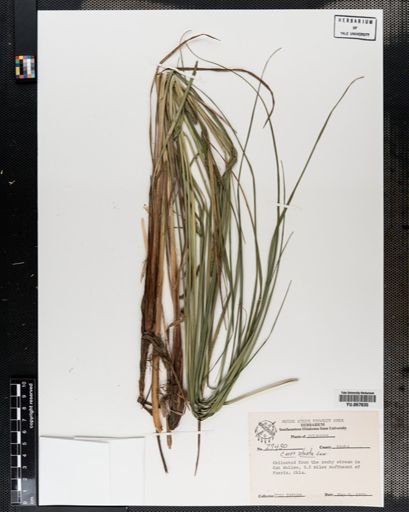 Plantae