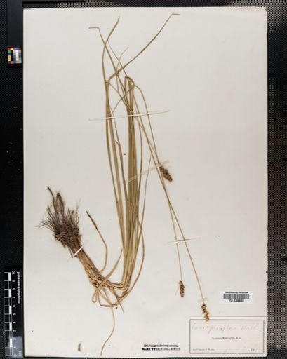 Carex cephalophora
