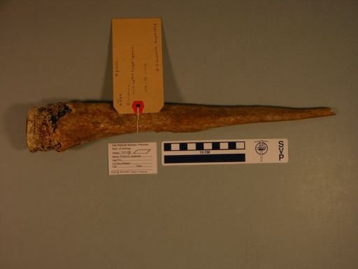 Dinornis maximus