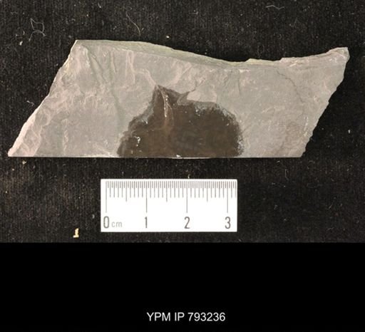 Mormolucoides articulatus