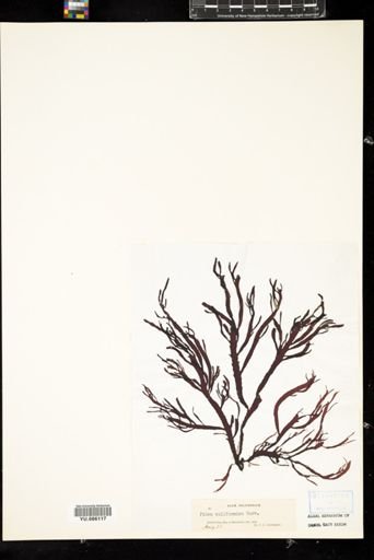 Pikea californica