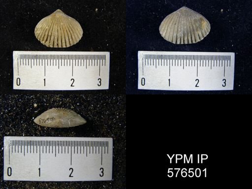 Uncinulus stricklandi