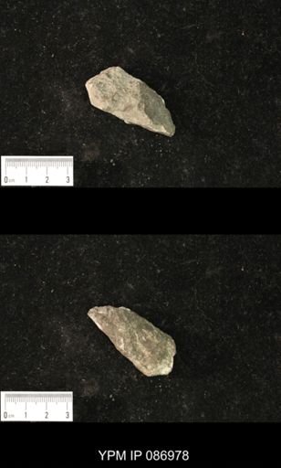 Lawrenceoceras sp.