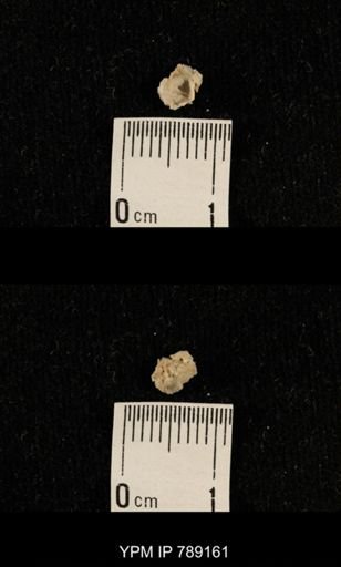 undet. Brachiopoda