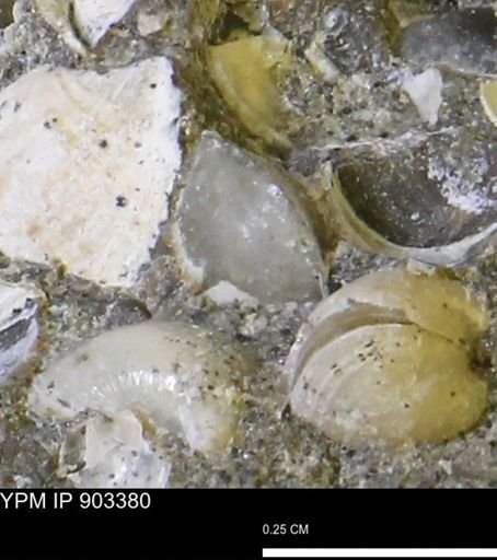 Corbulamella sp.