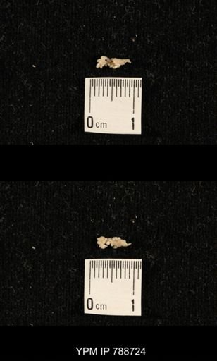 taxon undetermined