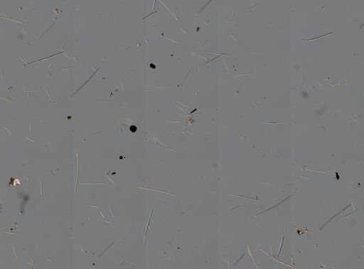 Callyspongia vaginalis
