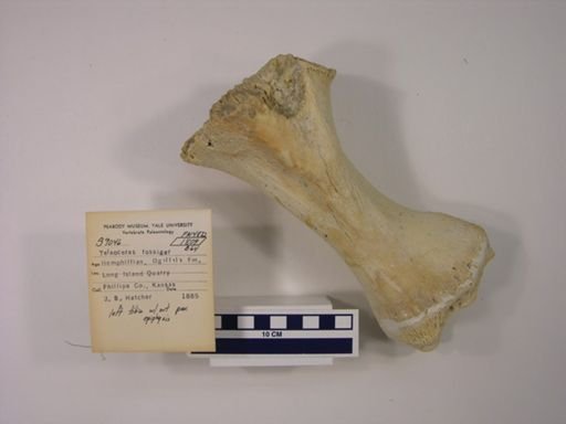 Teleoceras fossiger