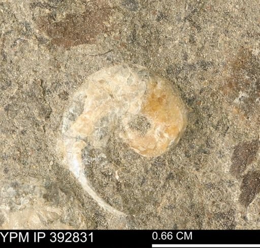 undet. Gastropoda