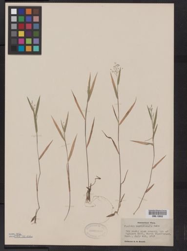 Panicum meridionale