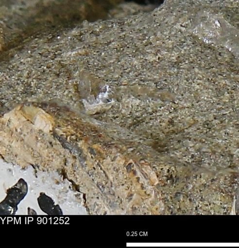 undet. Mollusca