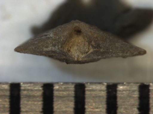 Plectorthis plicatella